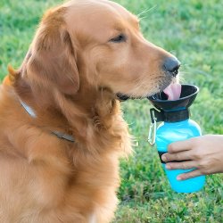 Drikkedunk Til Hunden