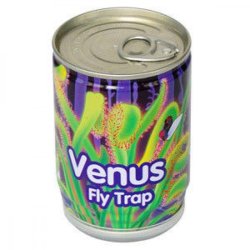 Venus Fluefanger - Kddende Plante
